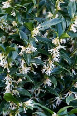 Confused Sweet Box (Sarcococca Confusa) - 1 Gallon Pot -Best Plant Shop sarcococca confusa confused sweet box 10