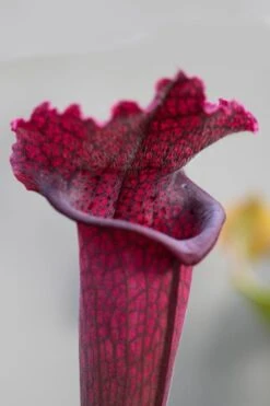 Juthatip Soper Pitcher Plant (Saracennia) - 2.5 Quart Pot -Best Plant Shop sarracenia juthatip soper pitcher plant 1
