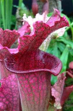 Juthatip Soper Pitcher Plant (Saracennia) - 2.5 Quart Pot -Best Plant Shop sarracenia juthatip soper pitcher plant 2