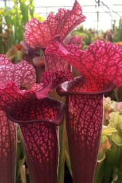 Juthatip Soper Pitcher Plant (Saracennia) - 2.5 Quart Pot -Best Plant Shop sarracenia juthatip soper pitcher plant 5