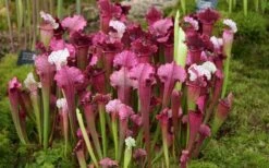 Juthatip Soper Pitcher Plant (Saracennia) - 2.5 Quart Pot -Best Plant Shop sarracenia juthatip soper pitcher plant 6