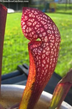Scarlet Belle Pitcher Plant (Sarracenia) - 2.5 Quart Pot -Best Plant Shop sarracenia scarlet belle pitcher plant 2