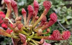Scarlet Belle Pitcher Plant (Sarracenia) - 2.5 Quart Pot -Best Plant Shop sarracenia scarlet belle pitcher plant 4
