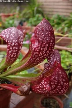 Scarlet Belle Pitcher Plant (Sarracenia) - 2.5 Quart Pot -Best Plant Shop sarracenia scarlet belle pitcher plant 5