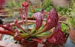 Scarlet Belle Pitcher Plant (Sarracenia) - 2.5 Quart Pot -Best Plant Shop sarracenia scarlet belle pitcher plant 6