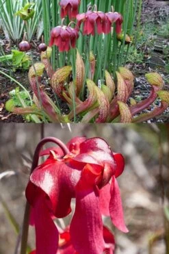 Scarlet Belle Pitcher Plant (Sarracenia) - 2.5 Quart Pot -Best Plant Shop sarracenia scarlet belle pitcher plant 8