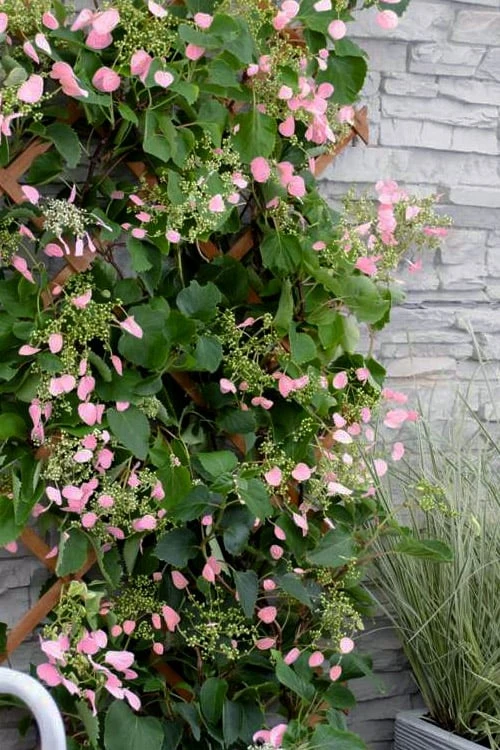 Rose Sensation Pink Climbing Hydrangea Vine - 3 Gallon Pot 3 Rose Sensation Pink Climbing Hydrangea Vine - 3 Gallon Pot
