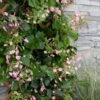 Rose Sensation Pink Climbing Hydrangea Vine - 1 Gallon Pot -Best Plant Shop schizophragma hydrangeoides rose sensation climbing hydrangea 101