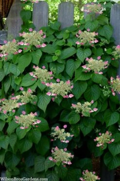 Rose Sensation Pink Climbing Hydrangea Vine - 3 Gallon Pot 16 Rose Sensation Pink Climbing Hydrangea Vine - 3 Gallon Pot -Best Plant Shop schizophragma hydrangeoides rose sensation climbing hydrangea 104 1