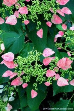 Rose Sensation Pink Climbing Hydrangea Vine - 1 Gallon Pot -Best Plant Shop schizophragma hydrangeoides rose sensation climbing hydrangea 106