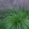 Prairie Dropseed Grass (Sporobolis Heterolepis) - 1 Gallon Pot -Best Plant Shop sporobolis heterolepis prairie dropseed grass 19