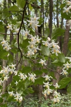 American Snowbell Tree (Styrax Americanus) - 1 Gallon Pot -Best Plant Shop styrax americanus american snowbell 12