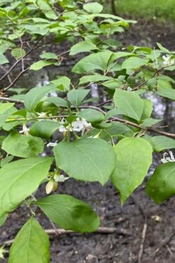 American Snowbell Tree (Styrax Americanus) - 1 Gallon Pot -Best Plant Shop styrax americanus american snowbell 13