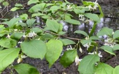 American Snowbell Tree (Styrax Americanus) - 1 Gallon Pot -Best Plant Shop styrax americanus american snowbell 14