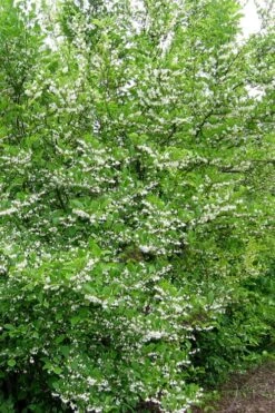 American Snowbell Tree (Styrax Americanus) - 1 Gallon Pot -Best Plant Shop styrax americanus american snowbell 16