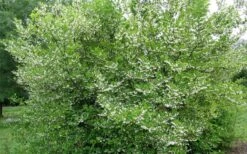 American Snowbell Tree (Styrax Americanus) - 1 Gallon Pot -Best Plant Shop styrax americanus american snowbell 17