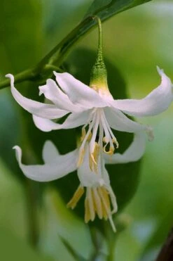American Snowbell Tree (Styrax Americanus) - 1 Gallon Pot -Best Plant Shop styrax americanus american snowbell 2