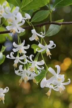 American Snowbell Tree (Styrax Americanus) - 1 Gallon Pot -Best Plant Shop styrax americanus american snowbell 4