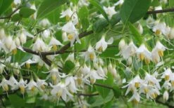 American Snowbell Tree (Styrax Americanus) - 1 Gallon Pot -Best Plant Shop styrax americanus american snowbell 6