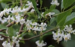 American Snowbell Tree (Styrax Americanus) - 1 Gallon Pot -Best Plant Shop styrax americanus american snowbell 7