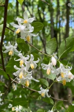 American Snowbell Tree (Styrax Americanus) - 1 Gallon Pot -Best Plant Shop styrax americanus american snowbell 8