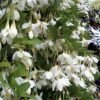 Fragrant Fountain Weeping Japanese Snowbell Tree - 5 Gallon Pot -Best Plant Shop styrax japonica fragrant fountain weeping japanese snowbell tree 3
