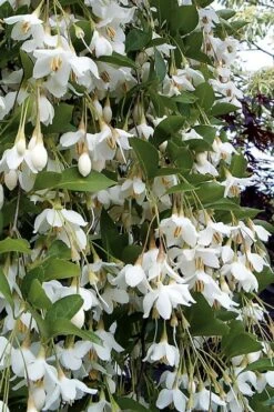 New Arrival 17 Fragrant Fountain Weeping Japanese Snowbell Tree - 5 Gallon Pot