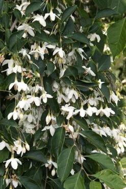 Fragrant Fountain Weeping Japanese Snowbell Tree - 5 Gallon Pot -Best Plant Shop styrax japonica fragrant fountain weeping japanese snowbell tree 4