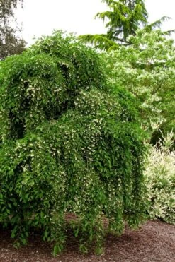 Fragrant Fountain Weeping Japanese Snowbell Tree - 5 Gallon Pot -Best Plant Shop styrax japonica fragrant fountain weeping japanese snowbell tree 5