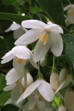 Fragrant Fountain Weeping Japanese Snowbell Tree - 5 Gallon Pot -Best Plant Shop styrax japonica fragrant fountain weeping japanese snowbell tree 8