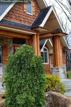 Fragrant Fountain Weeping Japanese Snowbell Tree - 5 Gallon Pot -Best Plant Shop styrax japonica fragrant fountain weeping japanese snowbell tree 9