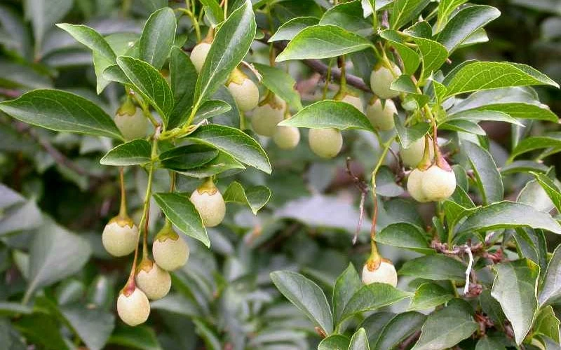 Pink Chimes Japanese Snowbell - 1 Gallon Pot 10 Pink Chimes Japanese Snowbell - 1 Gallon Pot - Image 8