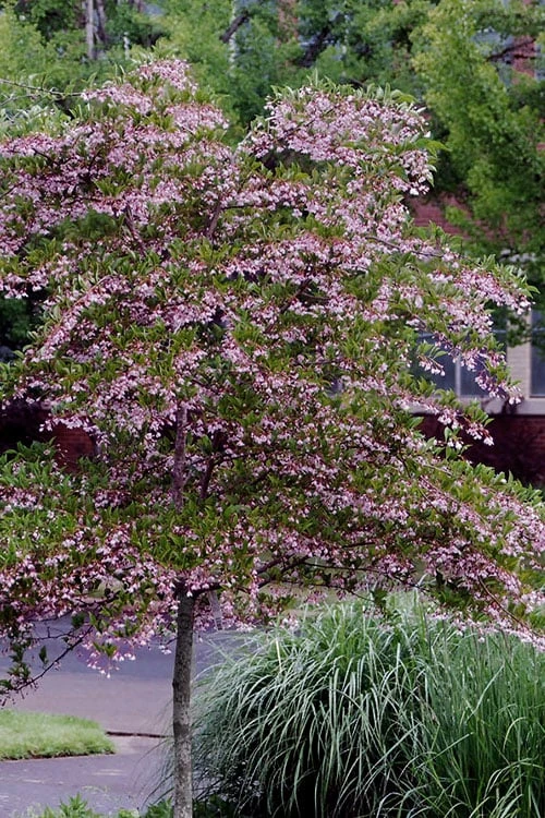 Pink Chimes Japanese Snowbell - 1 Gallon Pot 7 Pink Chimes Japanese Snowbell - 1 Gallon Pot - Image 5