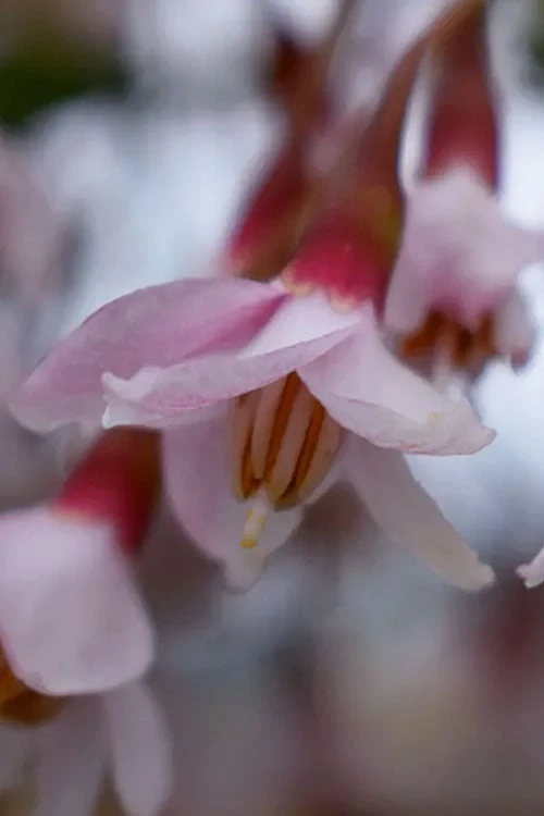 Pink Chimes Japanese Snowbell - 1 Gallon Pot 6 Pink Chimes Japanese Snowbell - 1 Gallon Pot - Image 4