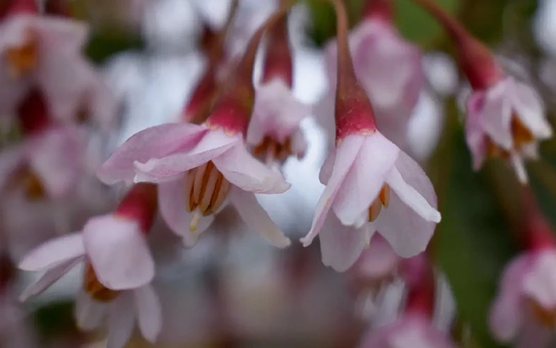 Pink Chimes Japanese Snowbell - 1 Gallon Pot 8 Pink Chimes Japanese Snowbell - 1 Gallon Pot - Image 6