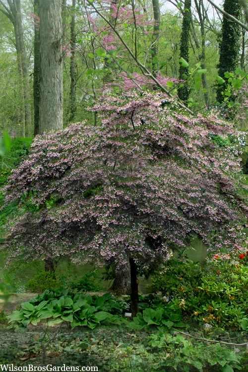 Pink Chimes Japanese Snowbell - 1 Gallon Pot 3 Pink Chimes Japanese Snowbell - 1 Gallon Pot