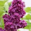 Ludwig Spaeth French Lilac (Syringa) - 1 Gallon Pot -Best Plant Shop syringa vulgaris ludwig spaeth lilac 3