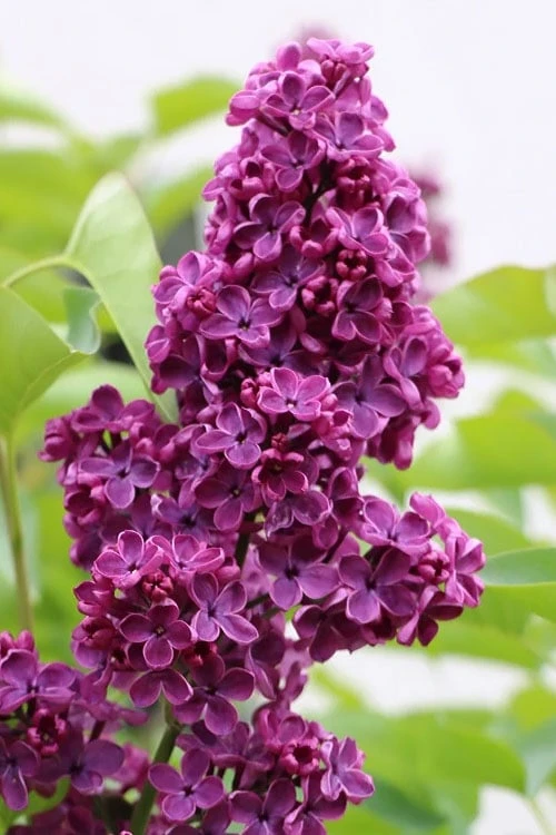 Ludwig Spaeth French Lilac (Syringa) - 1 Gallon Pot 3 Ludwig Spaeth French Lilac (Syringa) - 1 Gallon Pot