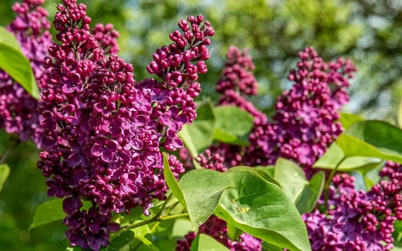 Ludwig Spaeth French Lilac (Syringa) - 1 Gallon Pot 5 Ludwig Spaeth French Lilac (Syringa) - 1 Gallon Pot - Image 3