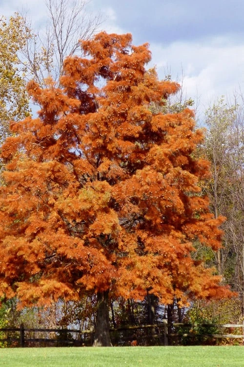 Bald Cypress - Taxodium Distichum - 3 Gallon Pot 12 Bald Cypress - Taxodium Distichum - 3 Gallon Pot - Image 10