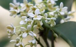 Fragrant White Tea Olive - 1 Gallon Pot -Best Plant Shop tea olive flowers closeup