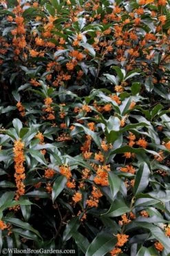 Fragrant Orange Tea Olive - Osmanthus Fragrans Aurantiacus - 5 Pack Of Quart Pots -Best Plant Shop tea olive orange 103