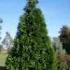 Green Giant Arborvitae - 7 Gallon Pot (3-4') -Best Plant Shop thuja green giant arborvitae 101