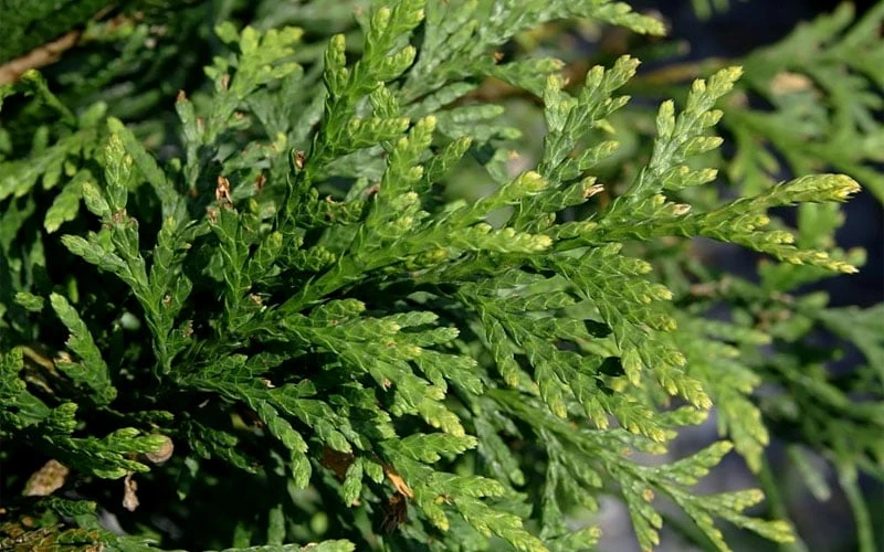 Green Giant Arborvitae (Thuja) - 5 Gallon Pot 7 Green Giant Arborvitae (Thuja) - 5 Gallon Pot - Image 5