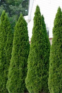 Emerald Green Arborvitae - 3 Gallon Pot -Best Plant Shop thuja occidentalis emerald green arborvitae 101