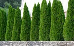 Emerald Green Arborvitae - 3 Gallon Pot -Best Plant Shop thuja occidentalis emerald green arborvitae 102