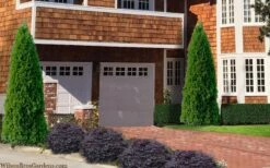 Emerald Green Arborvitae - 3 Gallon Pot -Best Plant Shop thuja occidentalis emerald green arborvitae 106