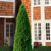 Emerald Green Arborvitae - 3 Gallon Pot 2 Emerald Green Arborvitae - 3 Gallon Pot -Best Plant Shop thuja occidentalis emerald green arborvitae 107