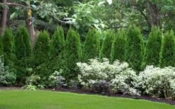 Emerald Green Arborvitae - 3 Gallon Pot -Best Plant Shop thuja occidentalis emerald green arborvitae 110