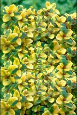 Doone Valley Thyme - 6 Pack Of Pink Pots 11 Doone Valley Thyme - 6 Pack Of Pink Pots -Best Plant Shop thymus citriodorus doone valley 2